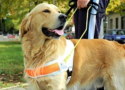 Guide dog golden retriever standing next to a man