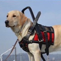 Service Dog